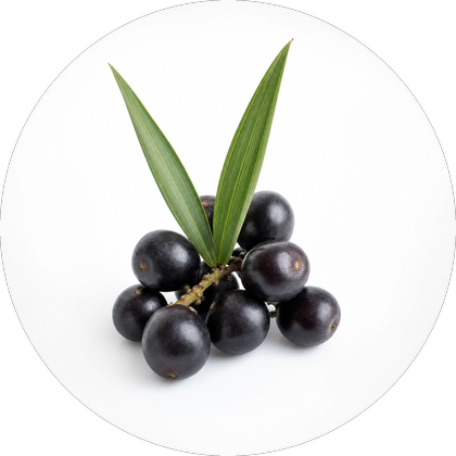 Saw palmetto whole berries